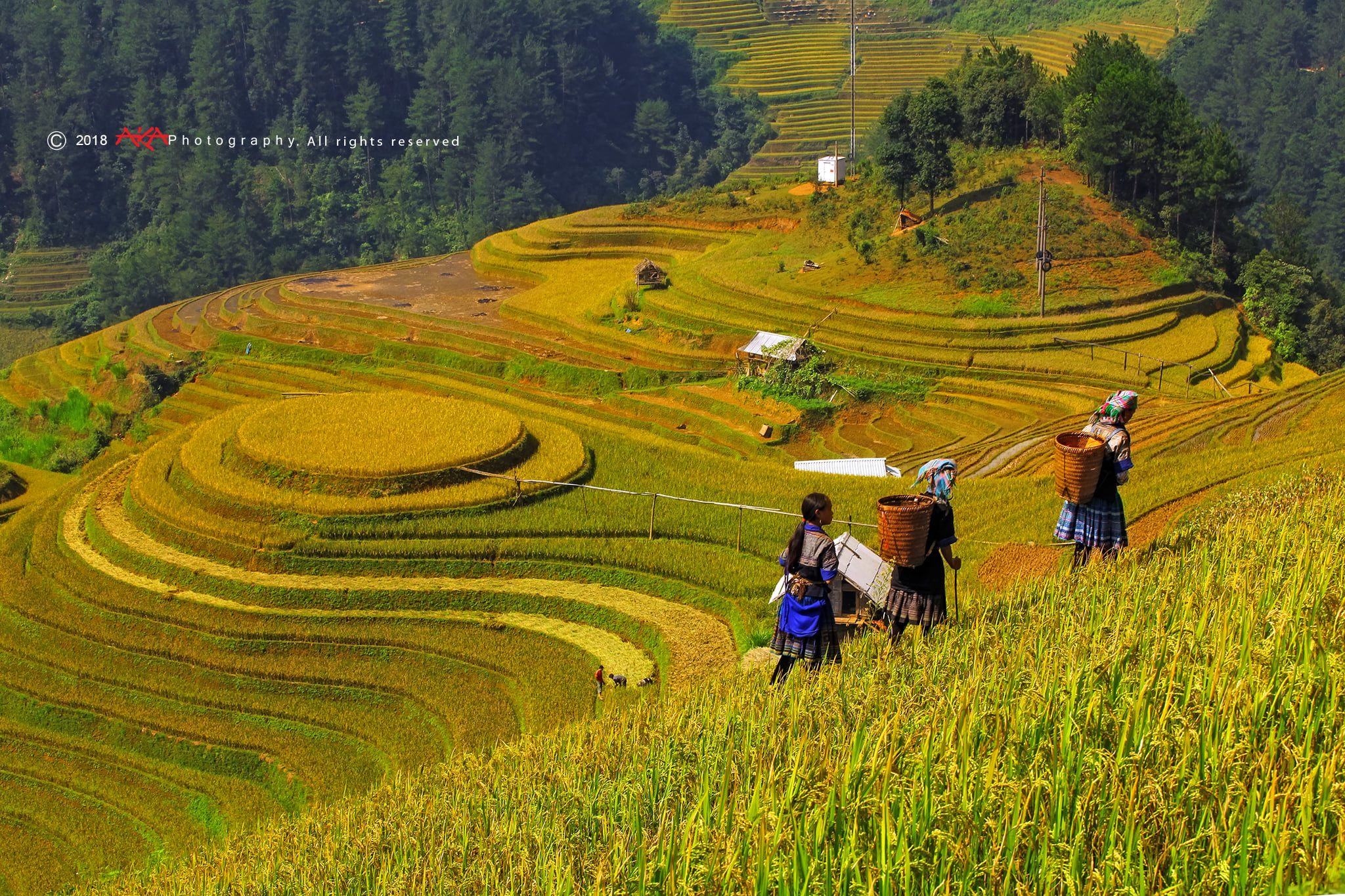 soi cầu Miền Bắc